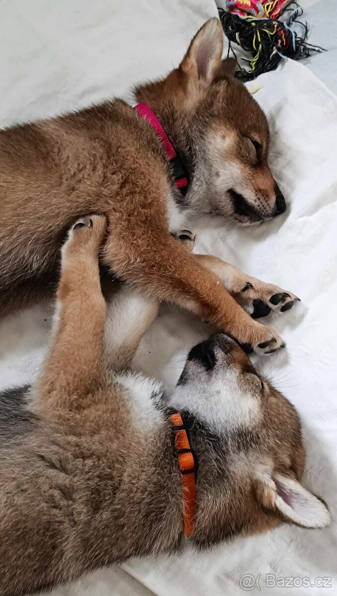 Československý vlčák - Shikoku - 17