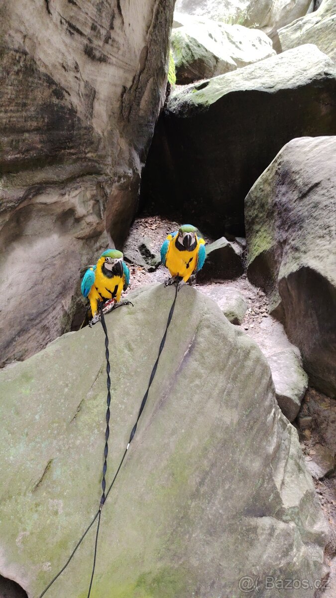 ZÁŽITKOVÝ PROGRAM S PAPOUŠKY - 17