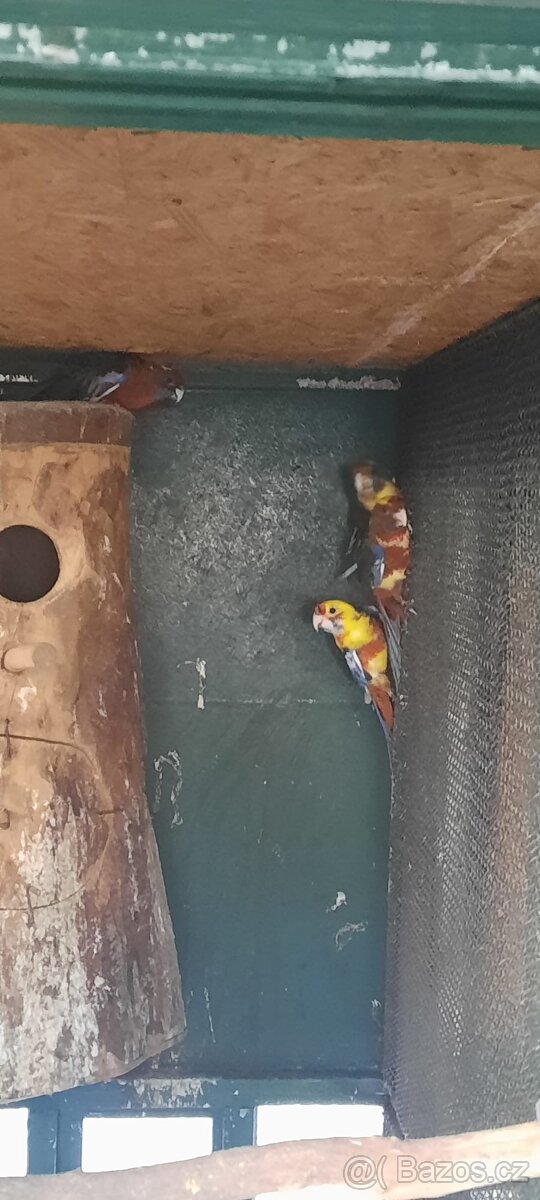 Prodám Penant červený straka, Papoušek Horský, Kakadu Růžový - 17