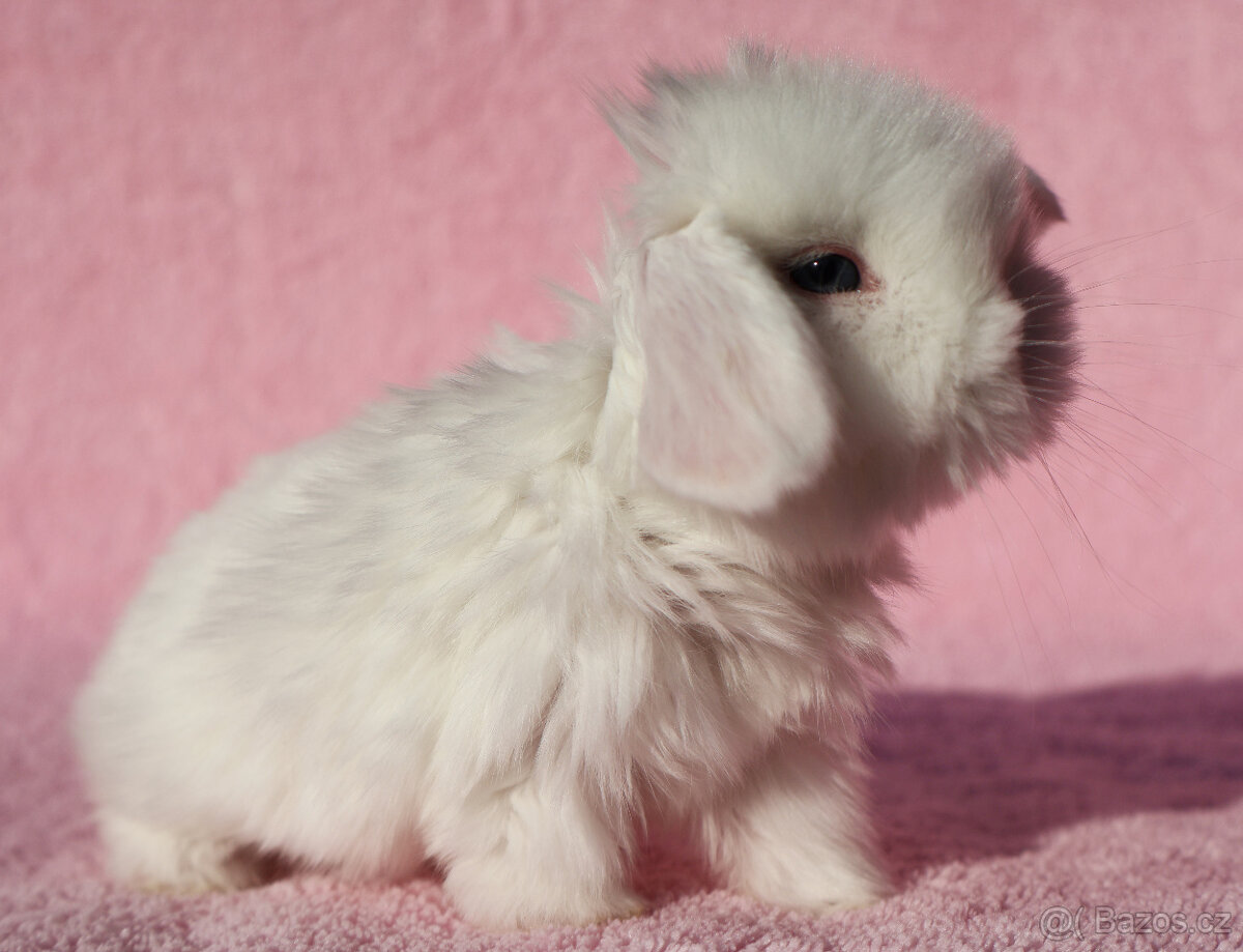 Zakrslí beránci NHD modrá očka . - 17