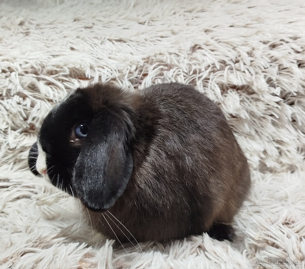 Zakrslý beránek, králíček, králík-LADY - 17
