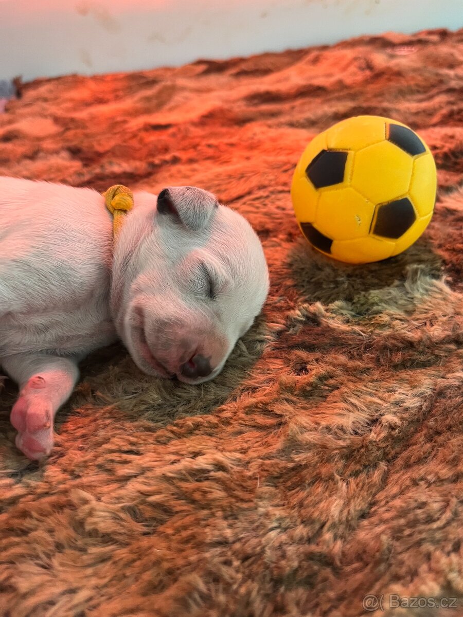 Dalmatin štěně s PP - 17