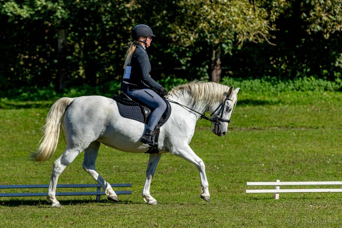 Líbivá connemara klisna do sportu - 17