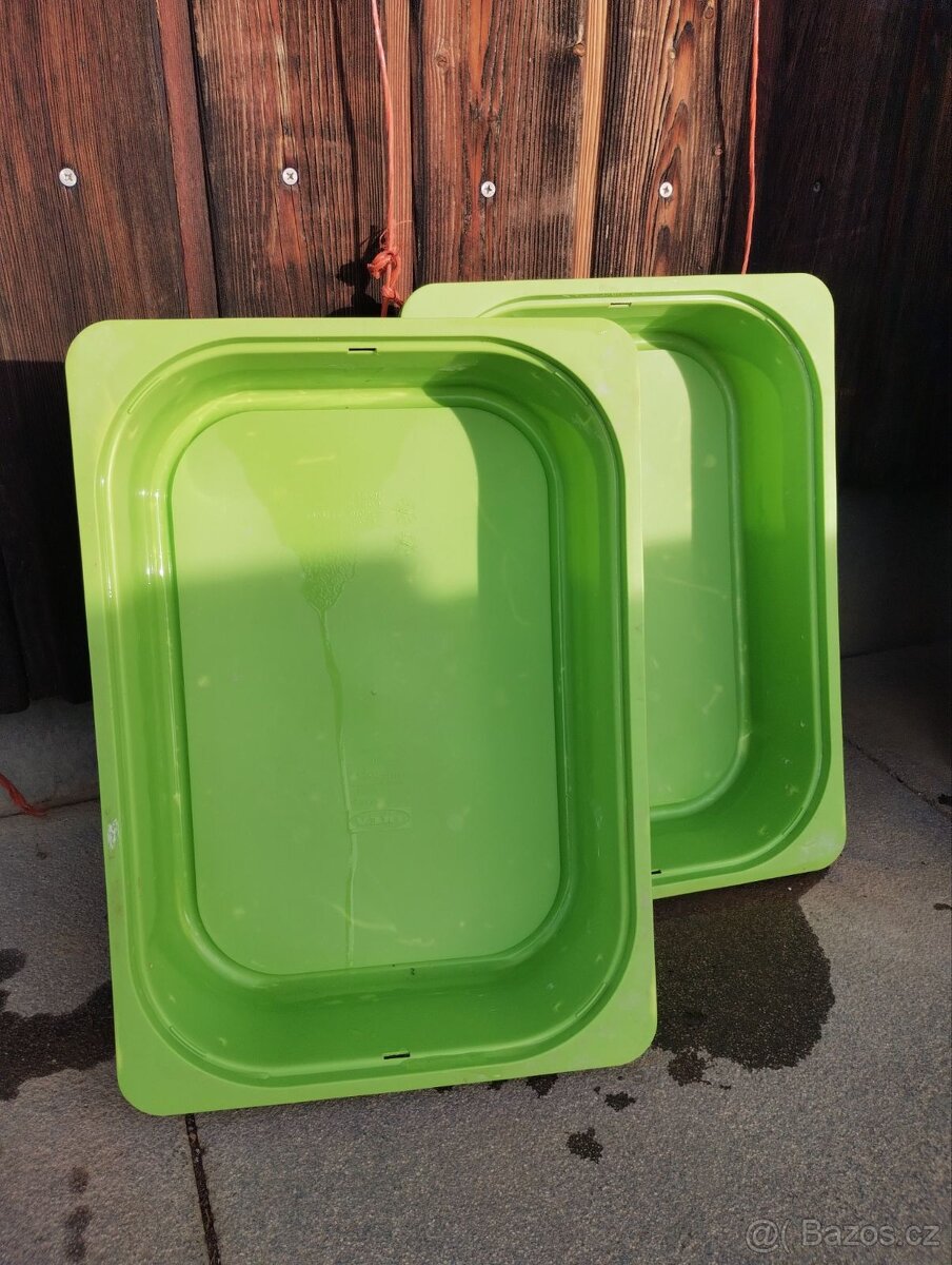 2 morčecí mladí samci nekastrovaní - jen spolu - 17