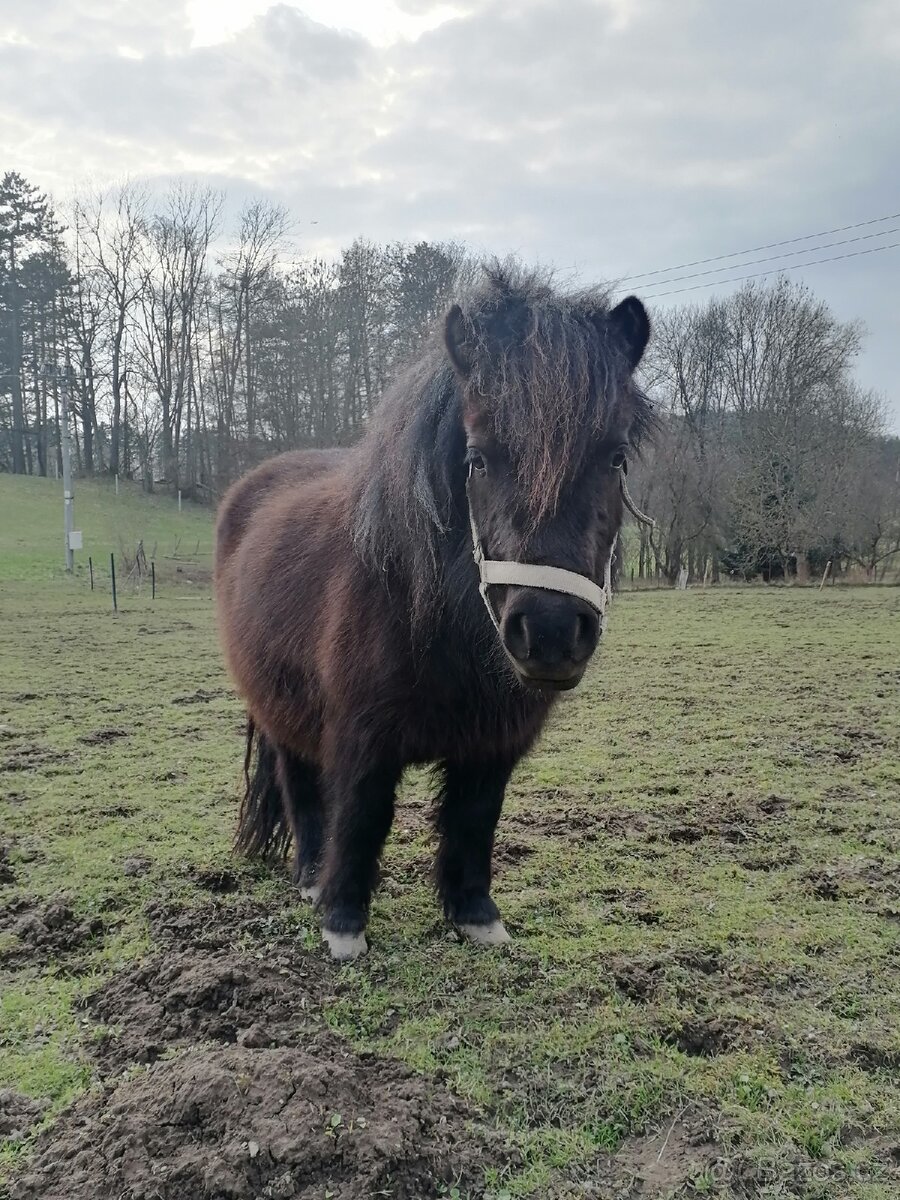 Docházka k poníkovi - 17