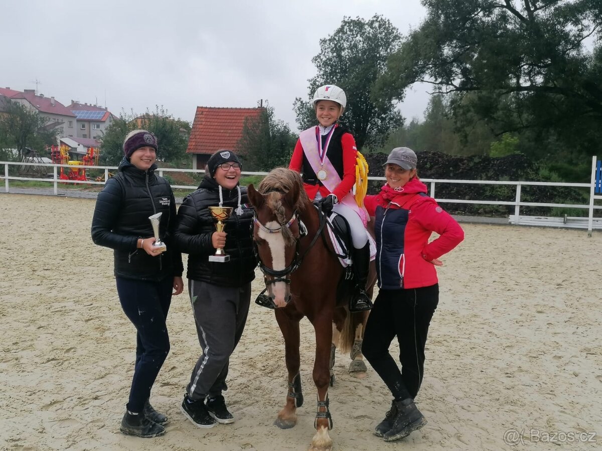 Prodej velmi hodného vychovaného pony poníka kategorie B - 17