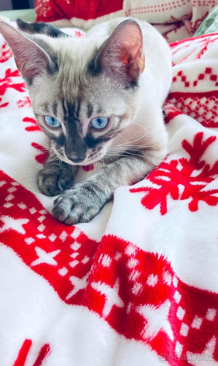 Bengálská kočka,bengálské kotě - 17