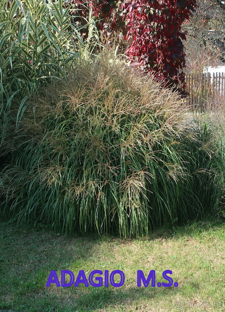 Prodám okrasné traviny - 17