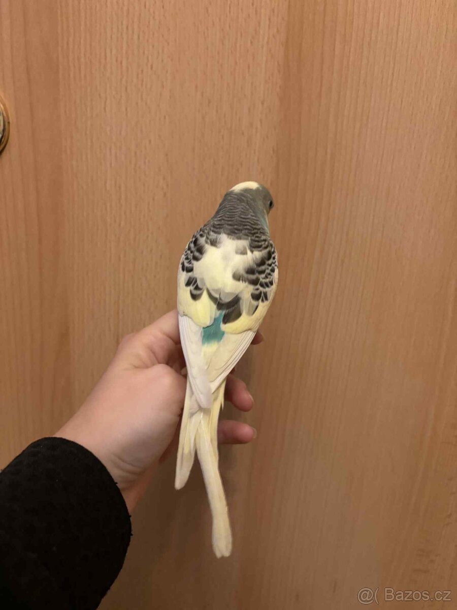 Prodám mladé andulky po vylétnutí z budky - 17