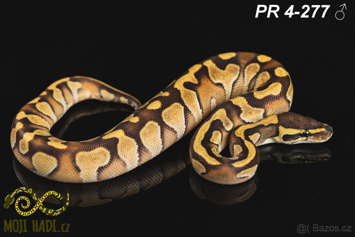 Python regius - Krajta královská - 17