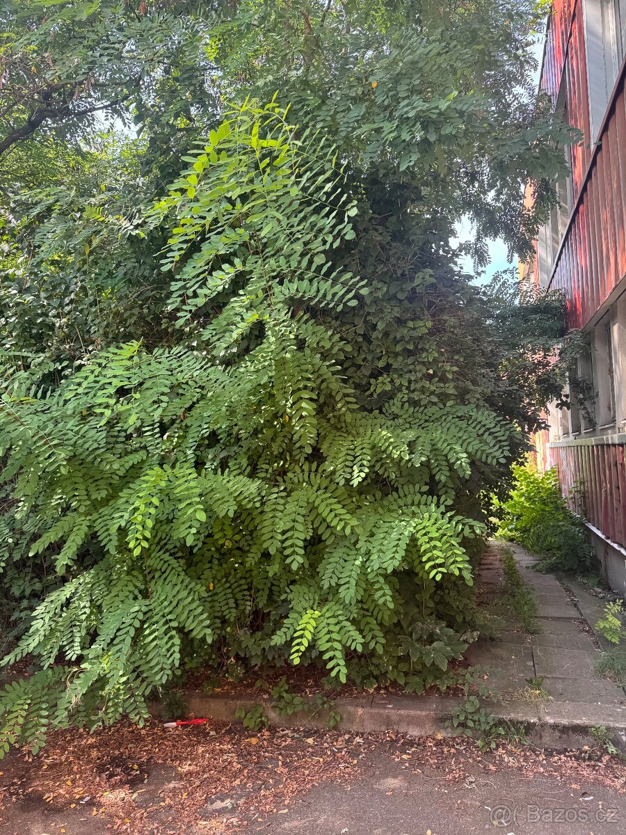 Údržba zeleně - 17