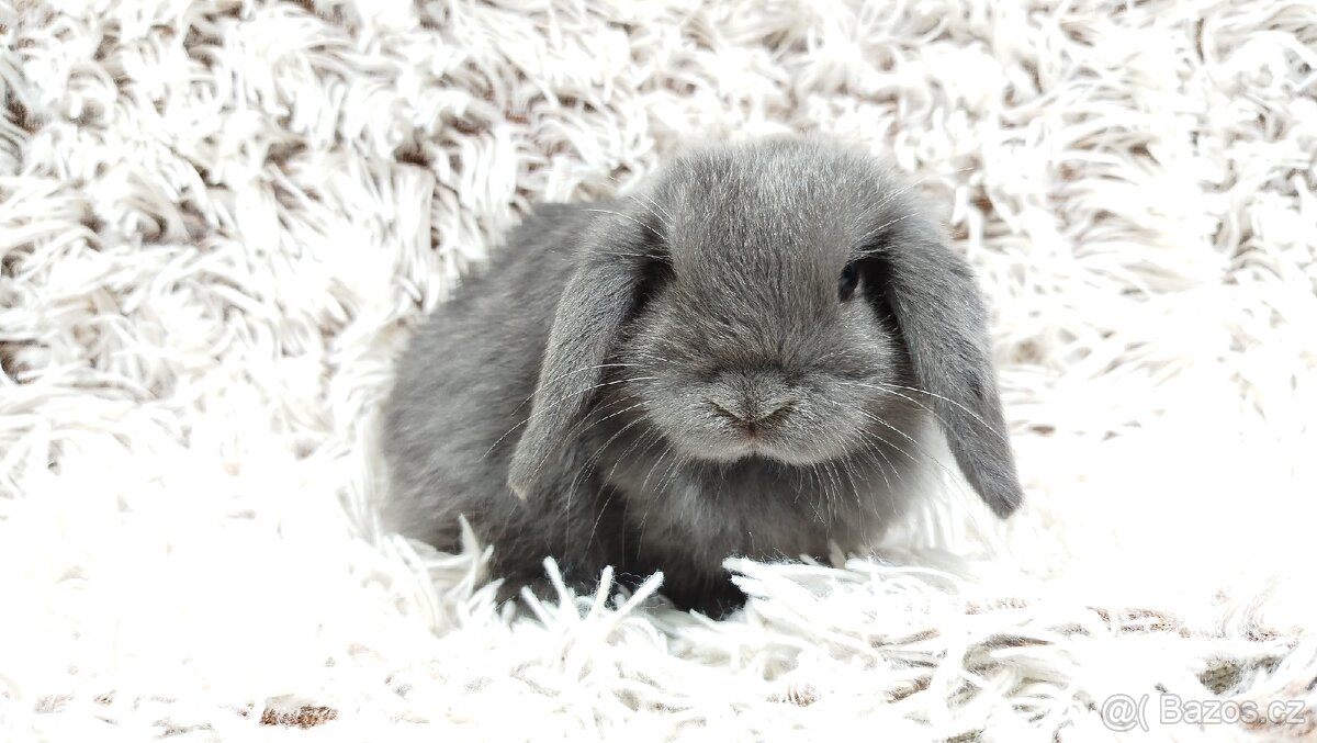 Zakrslý beránek, králíček, králík - KVIDO - 17