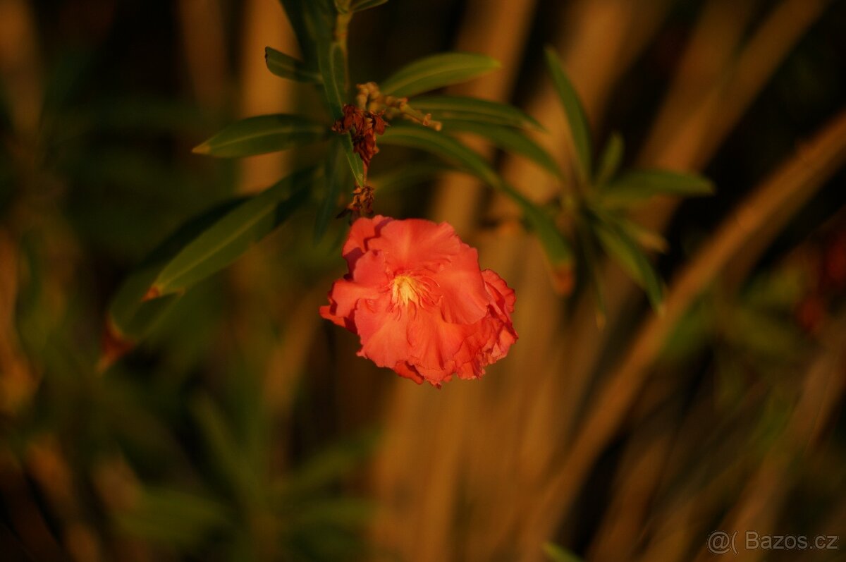 Meopta Meostigmat 70/1 FF 3 ks - 17