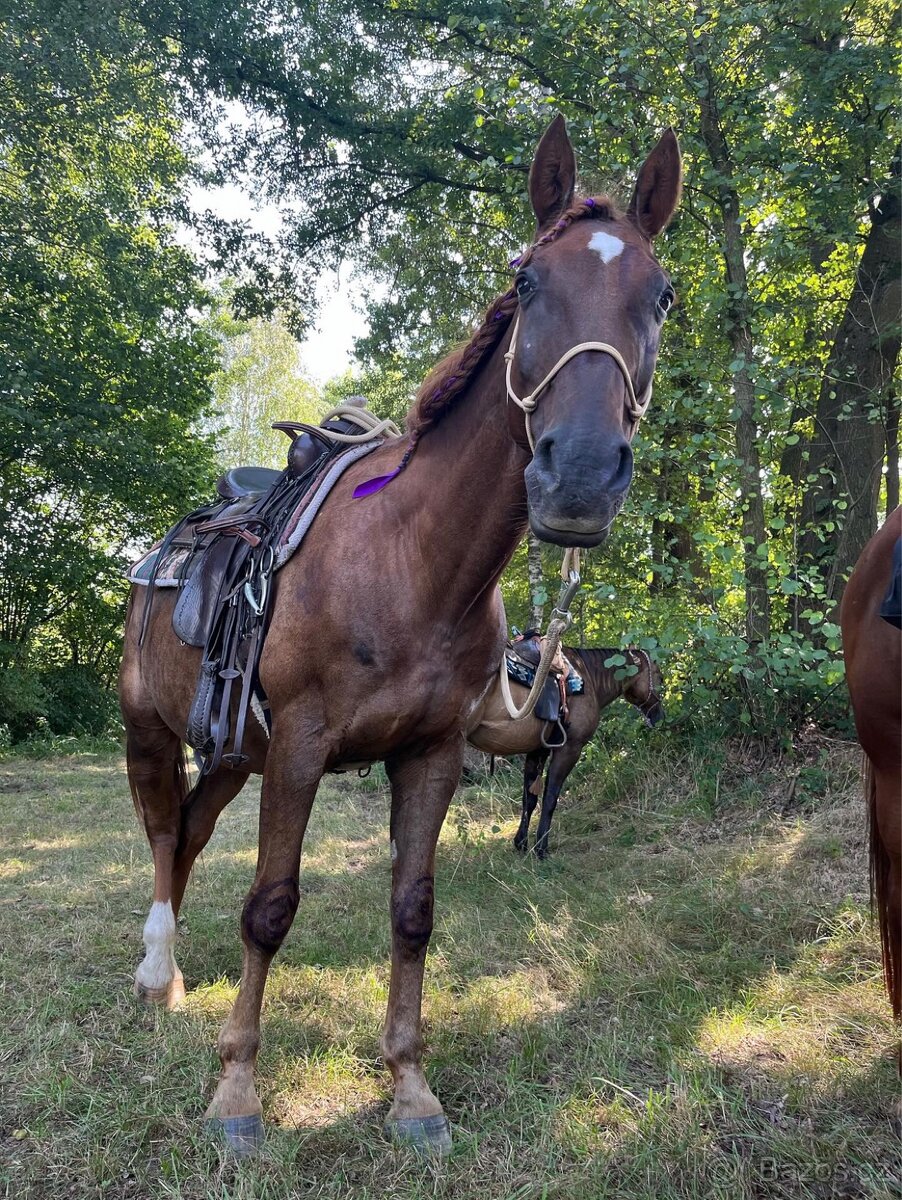 Český teplokrevník - 17