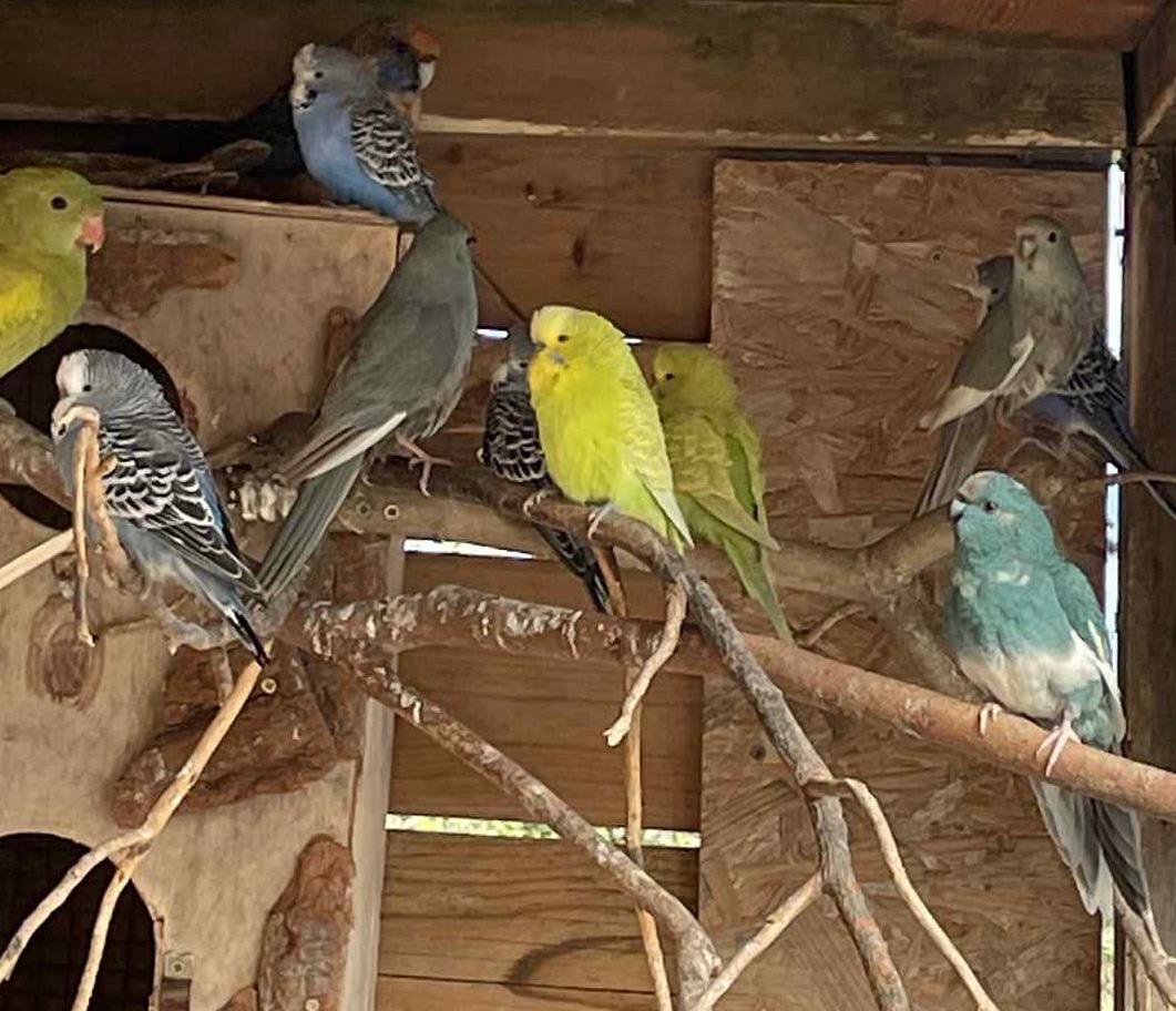 Letošní odchovy - 17