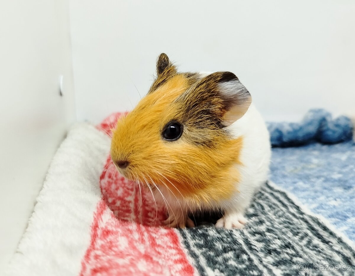 Morče, Morčata, Morčátko, Morčátka - SAMIČKY - 17