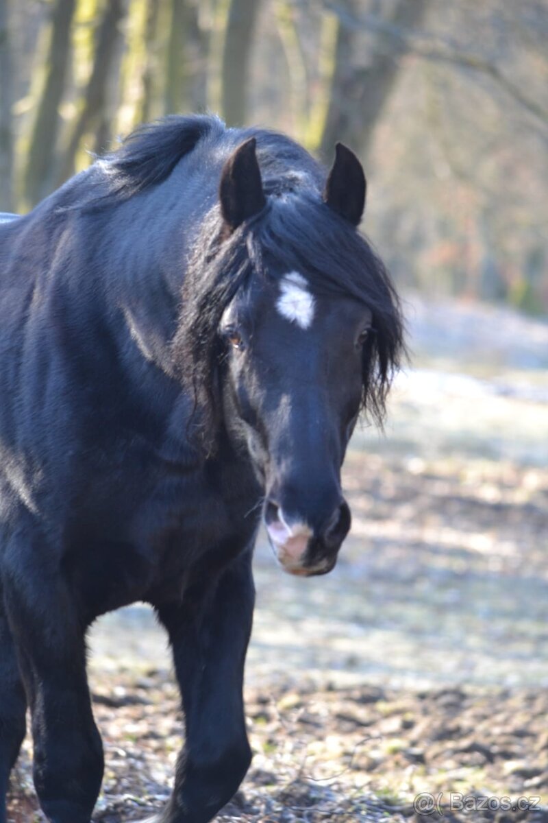 Welsh cob připouštění - 17