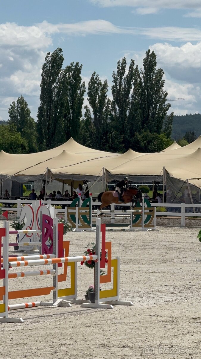 Kobyla do chovu a sportu - 17