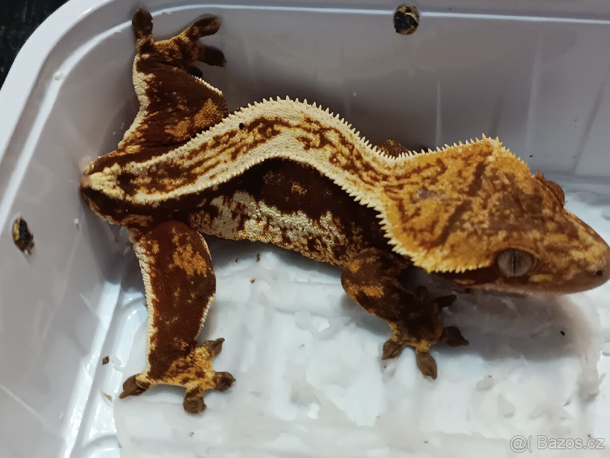 Pagekon řasnatý 1/3 - 17