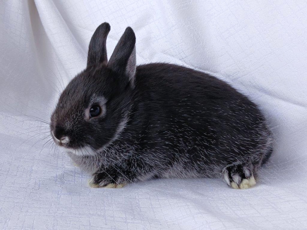 Zakrslí beránci a bílopesíkatí králíčci s rodokmenem - 17