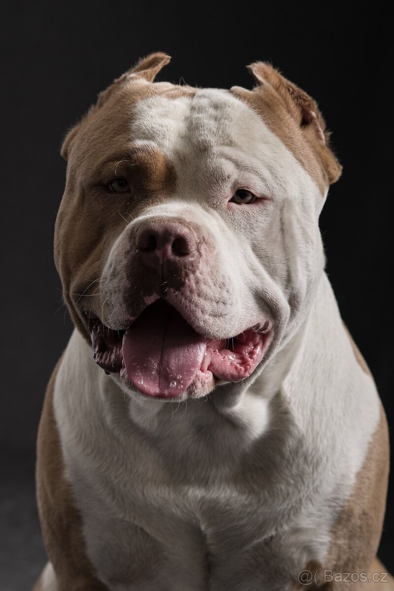 American bully - 17