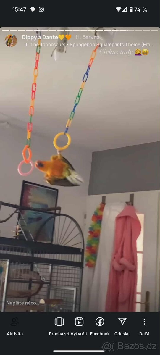 Prodám pár Aratingy sluneční - POUZE JAKO MAZLÍČKY - 17