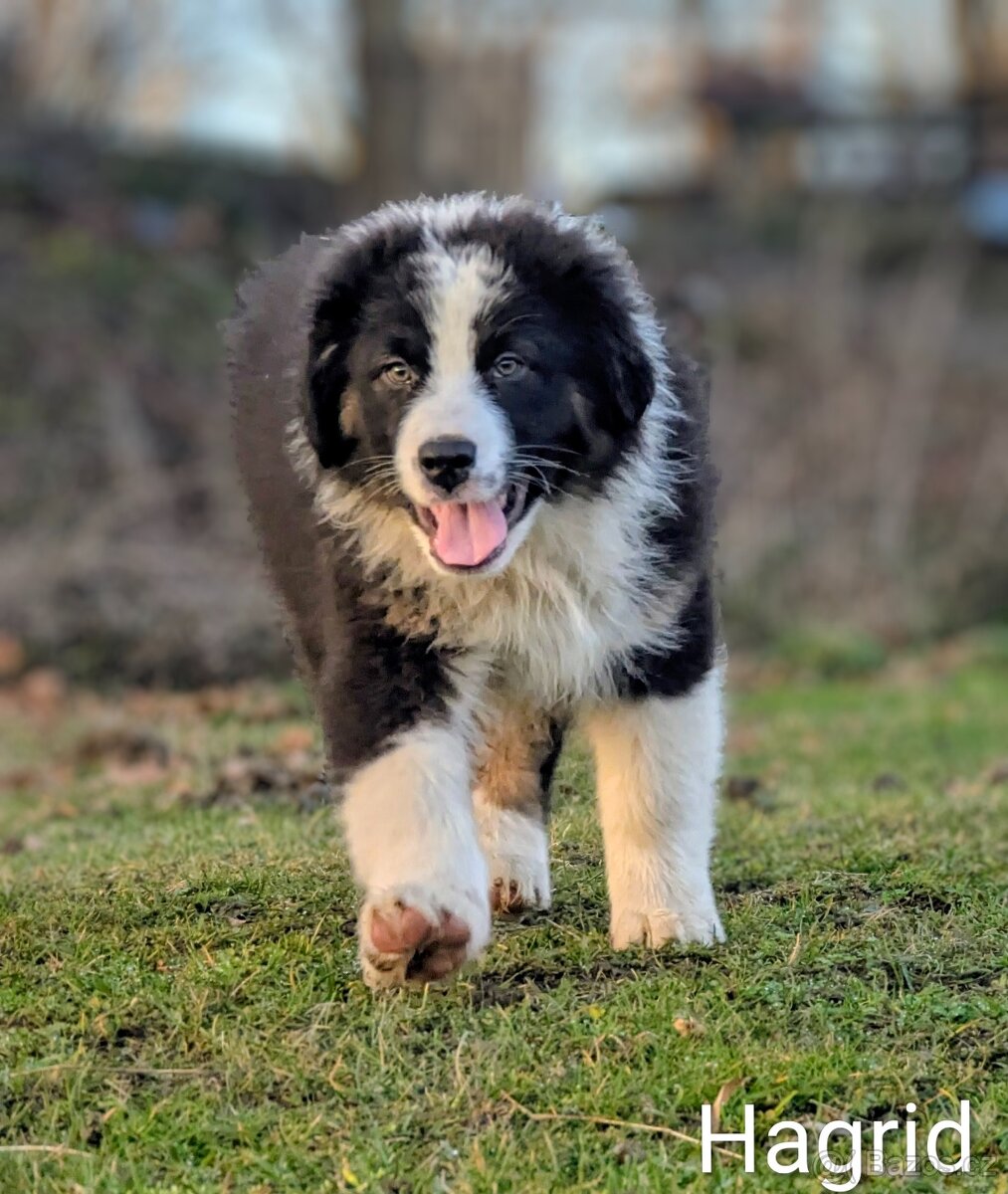 Australský ovčák s PP FCI - 17