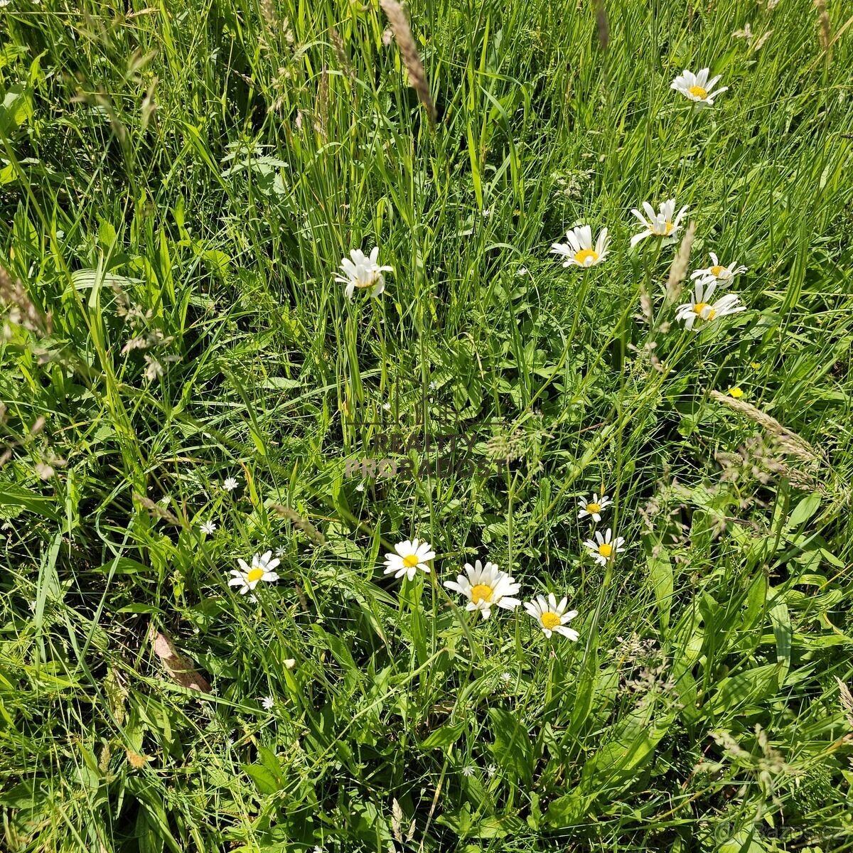 Prodej ovocného sadu 4 253 m2 v Koryčanech - 17