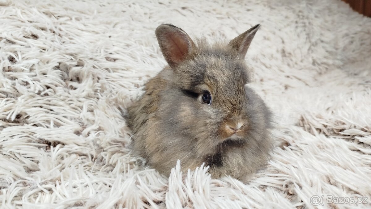 Zakrslý králík, králíček - HARRY - 17