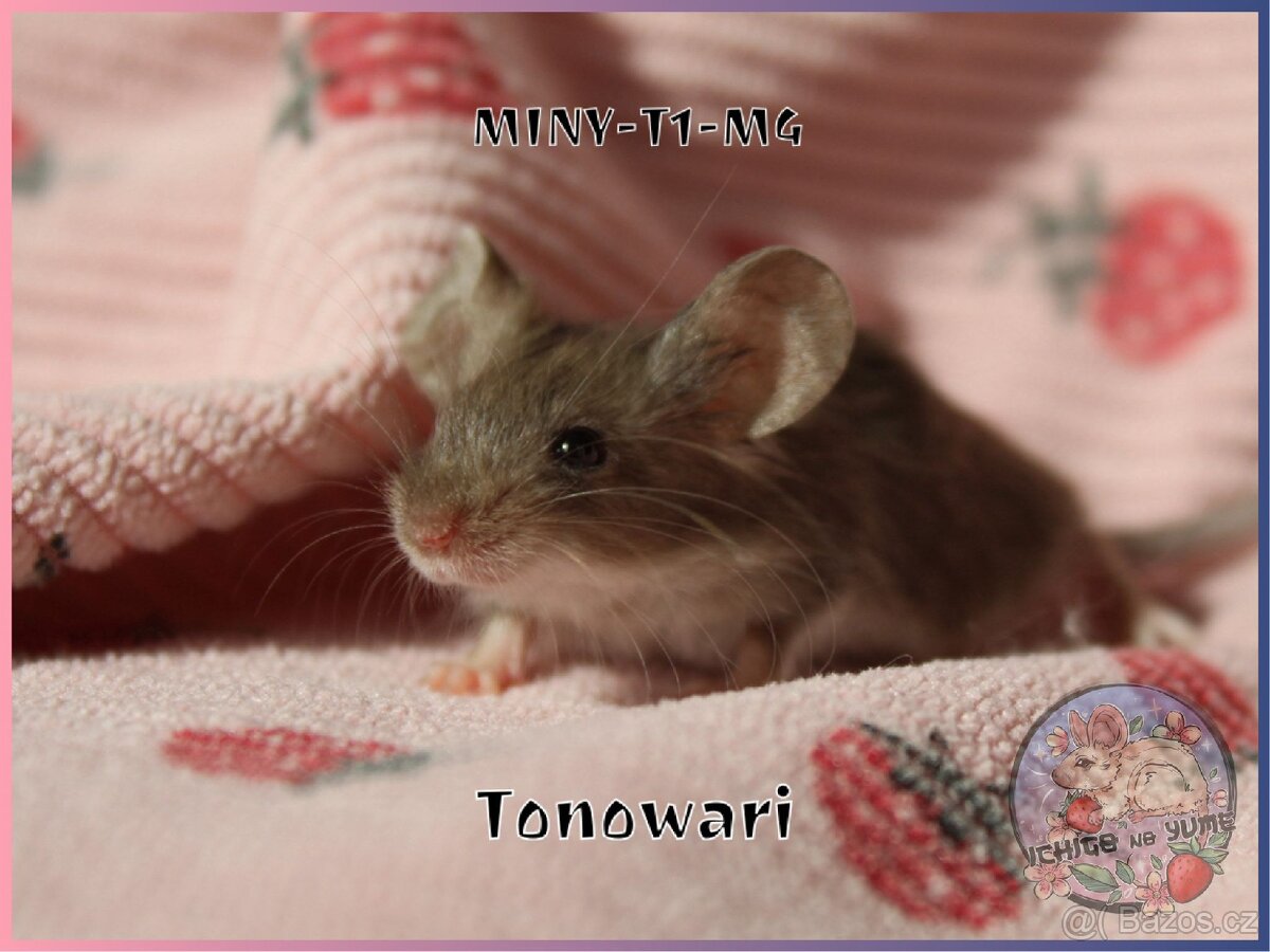 Barevné / fancy myšky - 17