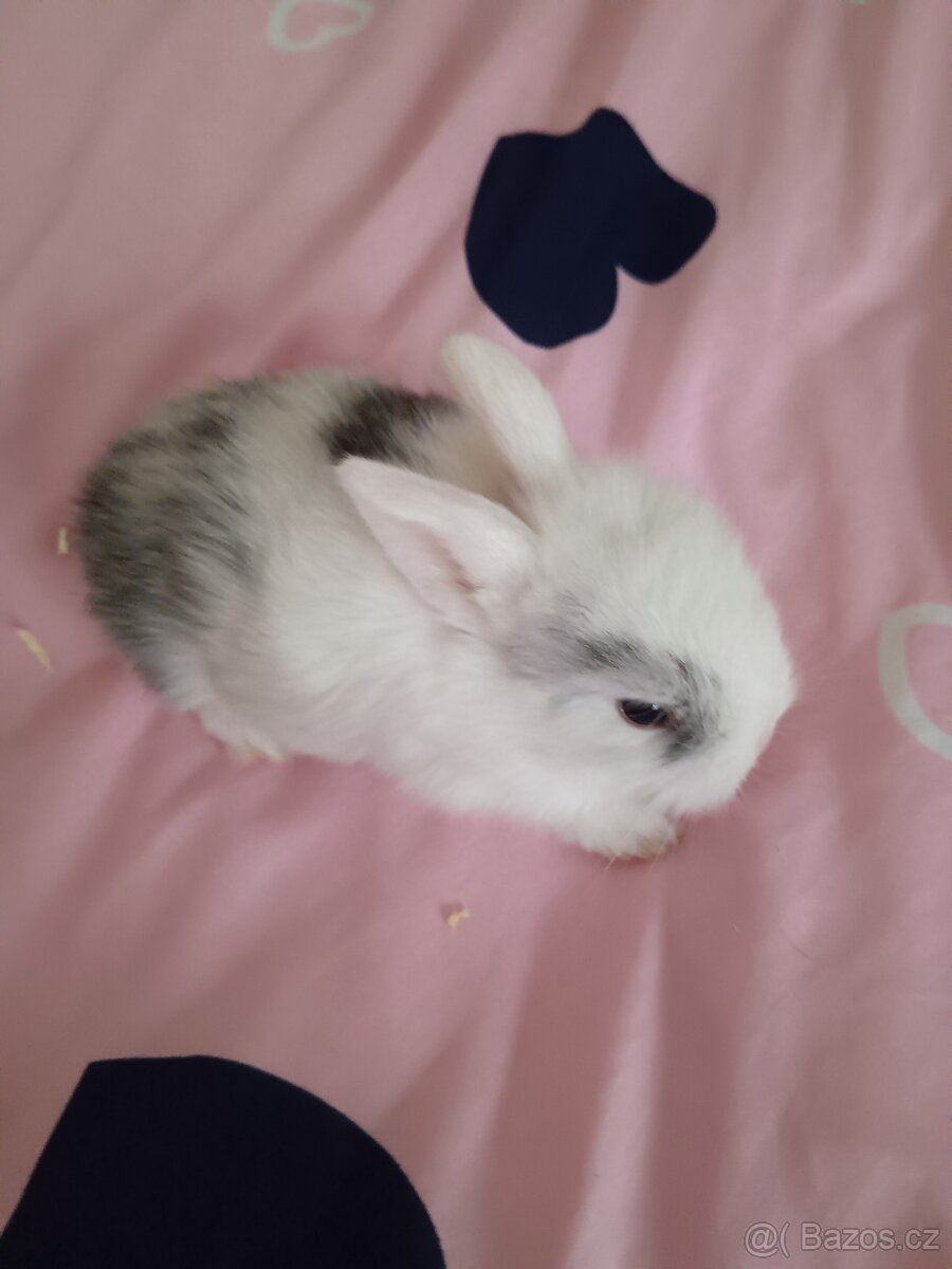 Zakrslý králík - 17