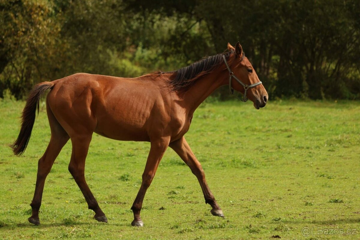 2,5 letí atraktivní a hodní valáškové - 17