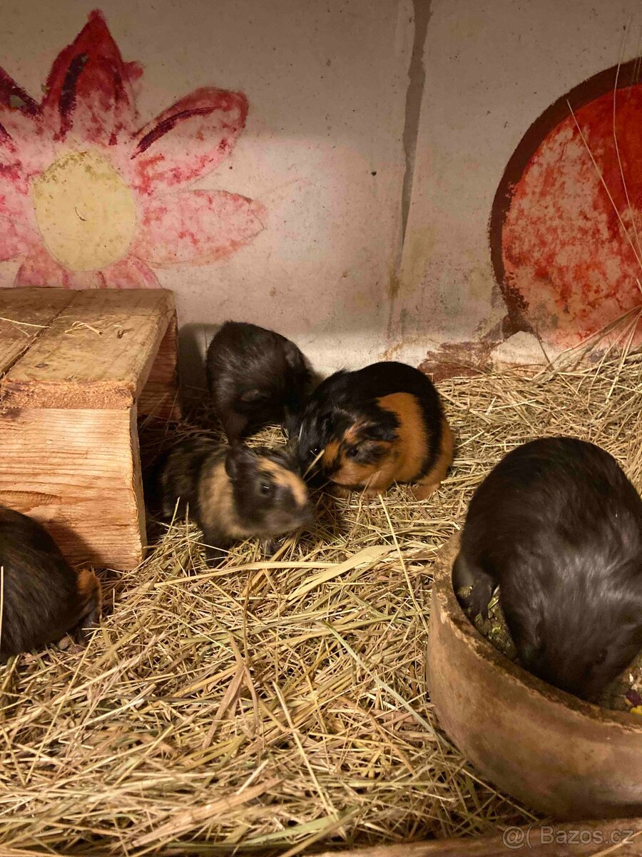 MORČATA, ZAKRSLÍ KRÁLÍCI - 17