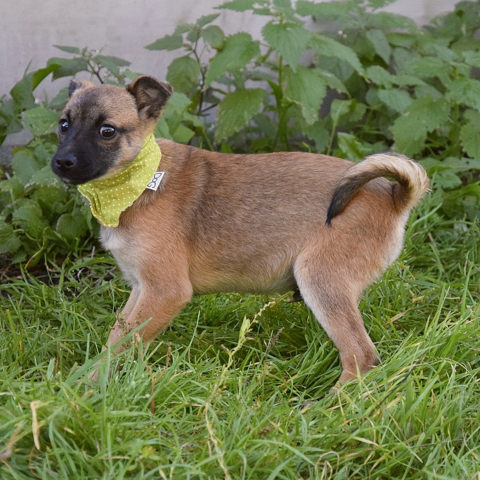 Samko hledá domov - 17