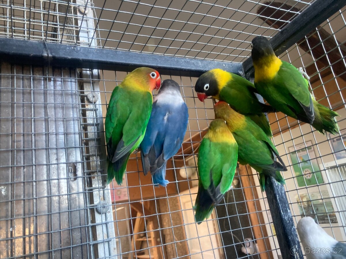 agapornis fischeri - 17