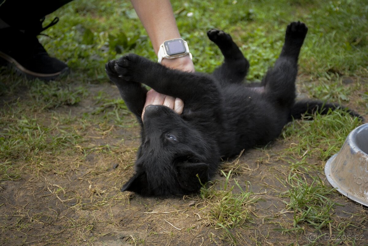 Německý ovčák s PP - 17