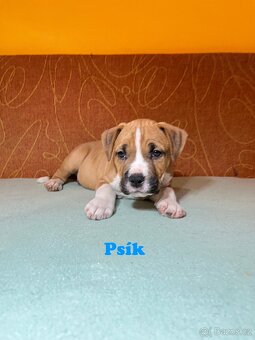 Americky Stafordšírský Terier šteniatka - 17