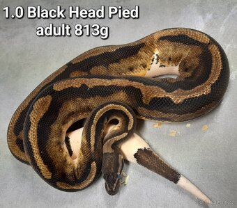 Krajta královská subadult a adult - 17