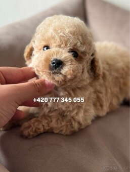 Maltipoo, fenka Murka 1000€‼️ - 17