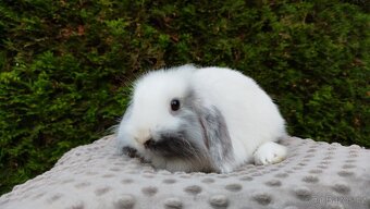 Zakrslý beránek, králíček, králík - MINDY - 17
