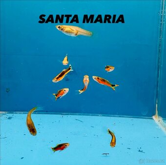 Krevetky Neocaridina, Endlerky - 17