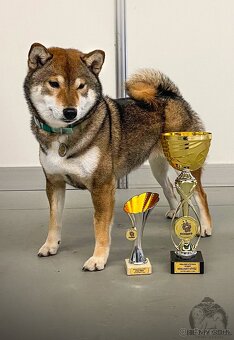 SHIBA štěňata k rezervaci - 17