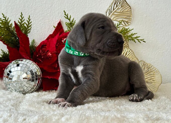 Německá doga modrá  - 17