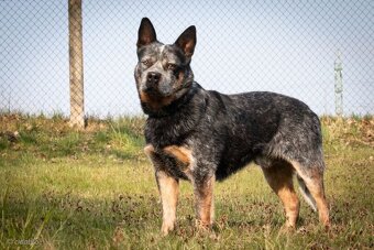 Austrálsky honacky  pes ACD CATTLE DOG - 17