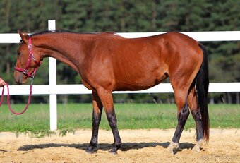 ____Klisna český teplokrevník___ - 17