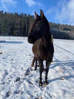 LUXUSNÍ Lusitano hřebeček - 17