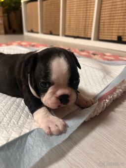 Bostonský teriér - 17