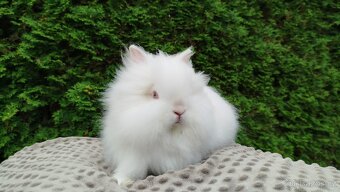Zakrslý králík, králíček -(TEDDY)-ONDŘEJ - 17