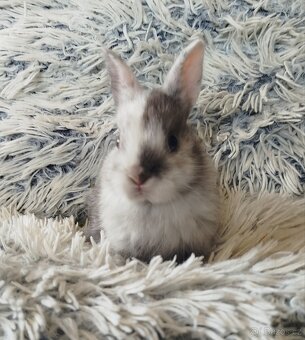 Zakrslý králík - 17