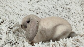 Zakrslý beránek, králíček, králík - REY - 17